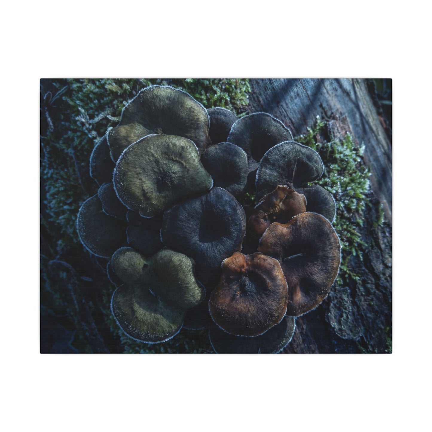 Wild Mushrooms Moody Minimal Canvas Art | Moody Dark Japandi Art Art Print