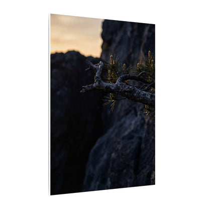 Pine Tree Moody Minimal Canvas Art | Sophisticated Dark Japandi Art