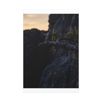 Pine Tree Moody Minimal Canvas Art | Sophisticated Dark Japandi Art