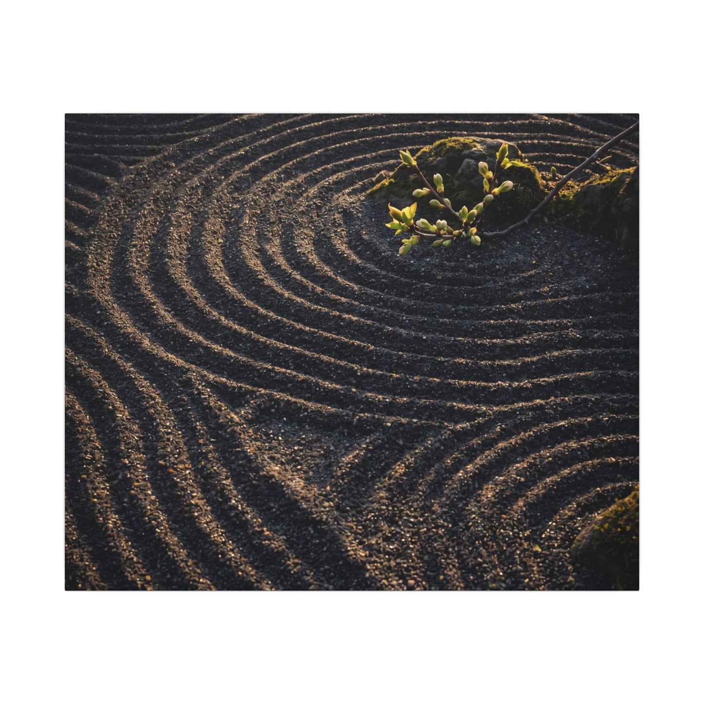 Spring Rock Garden Shadow Zen Canvas Art | Atmospheric Decor