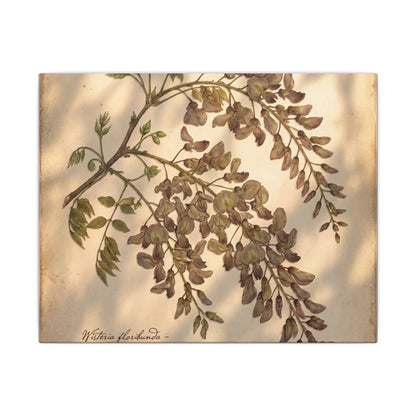 Spring Wisteria Herbarium Canvas Art | Earthy Decor
