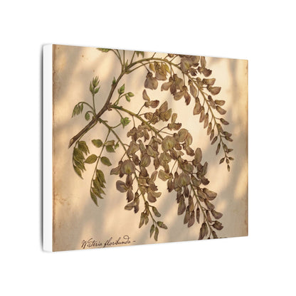 Spring Wisteria Herbarium Canvas Art | Earthy Decor