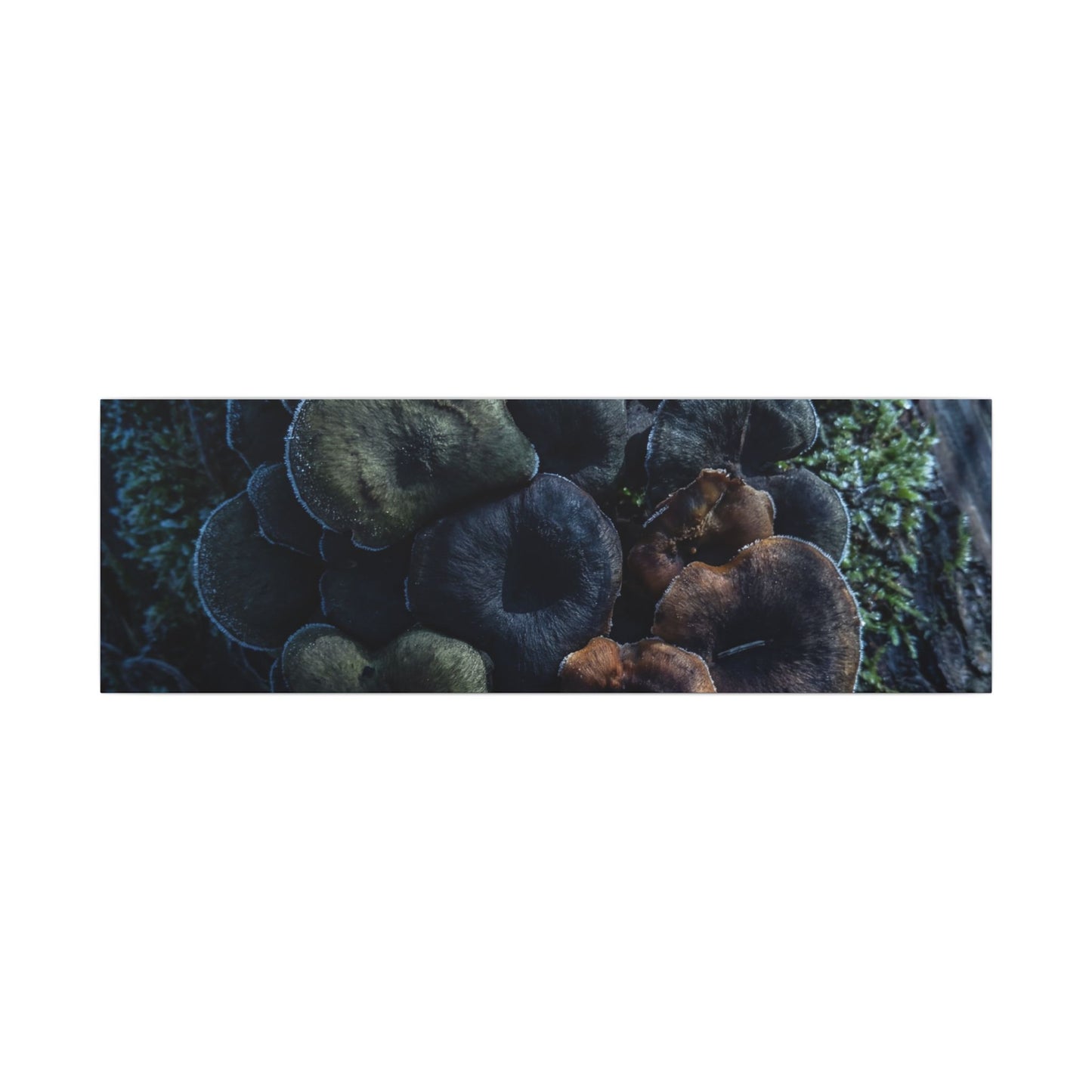 Wild Mushrooms Moody Minimal Canvas Art | Moody Dark Japandi Art