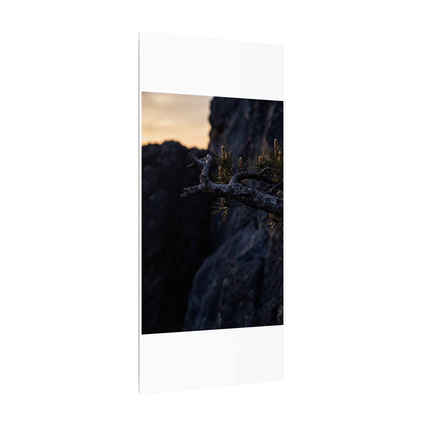 Pine Tree Moody Minimal Canvas Art | Sophisticated Dark Japandi Art