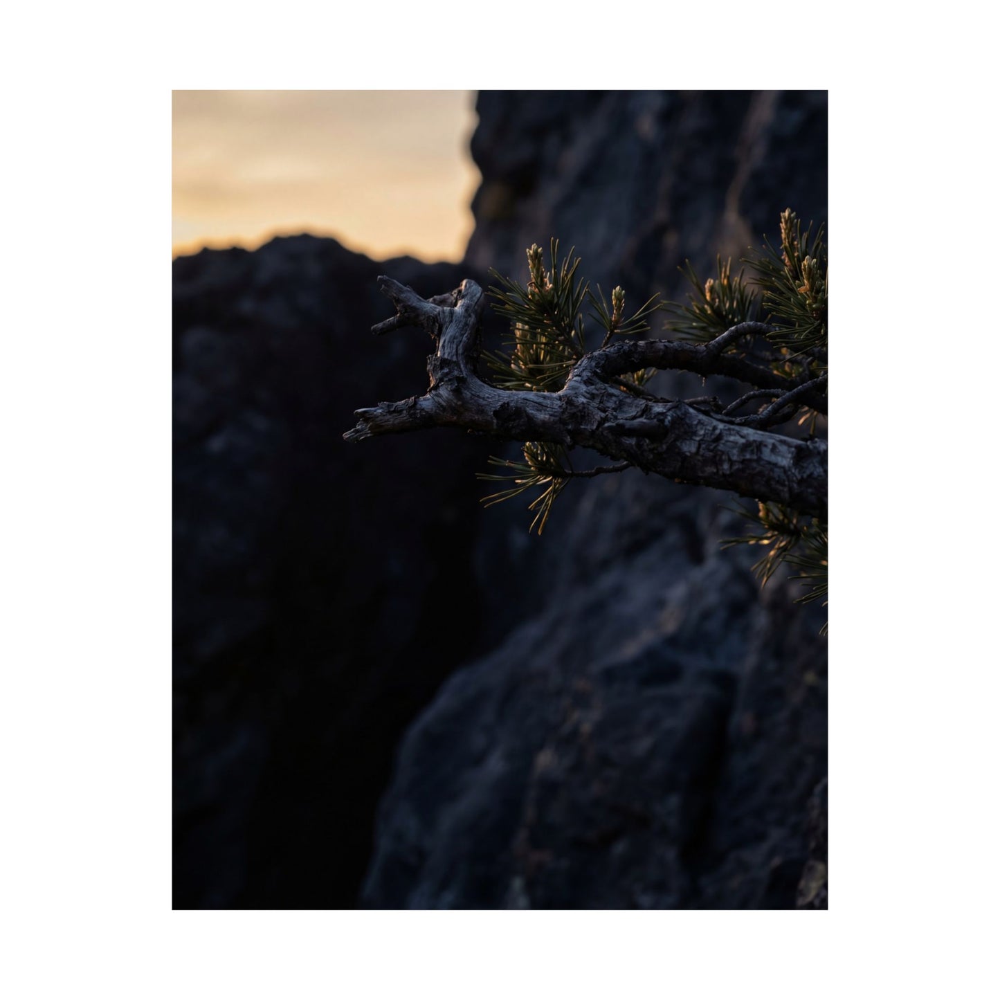 Pine Tree Moody Minimal Wall Art Print | Luxurious Dark Japandi Art
