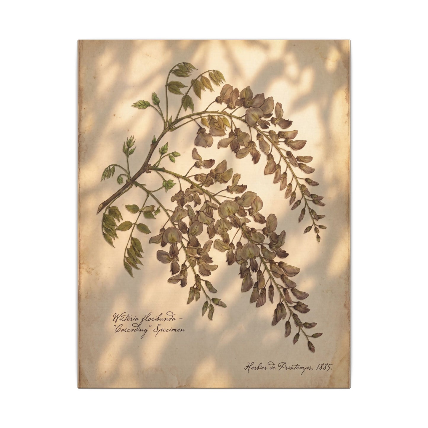 Spring Wisteria Herbarium Canvas Art | Earthy Decor