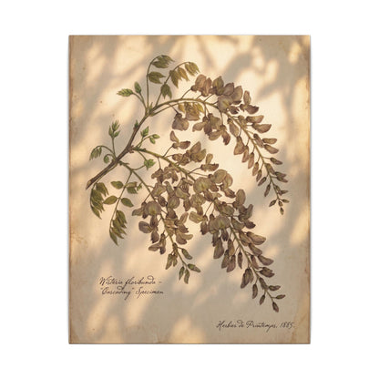 Spring Wisteria Herbarium Canvas Art | Earthy Decor