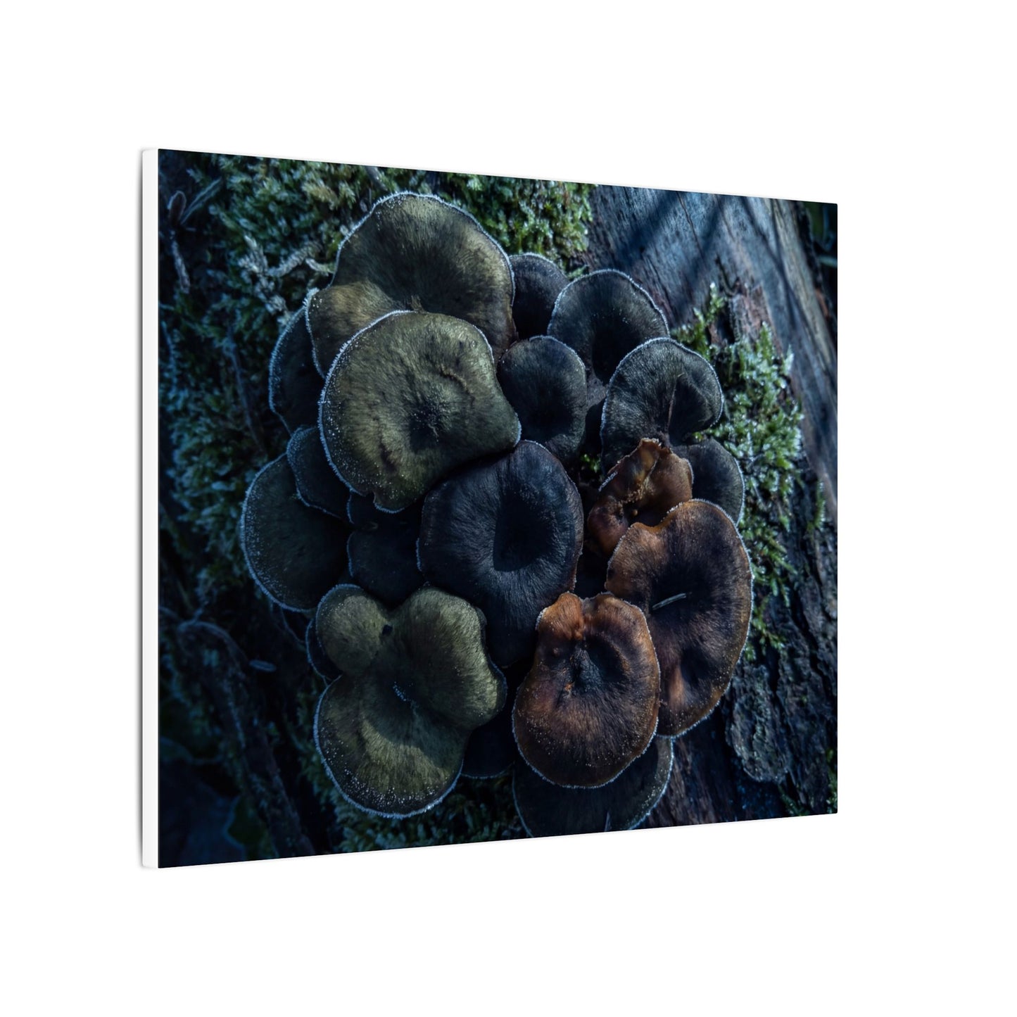 Wild Mushrooms Moody Minimal Canvas Art | Moody Dark Japandi Art