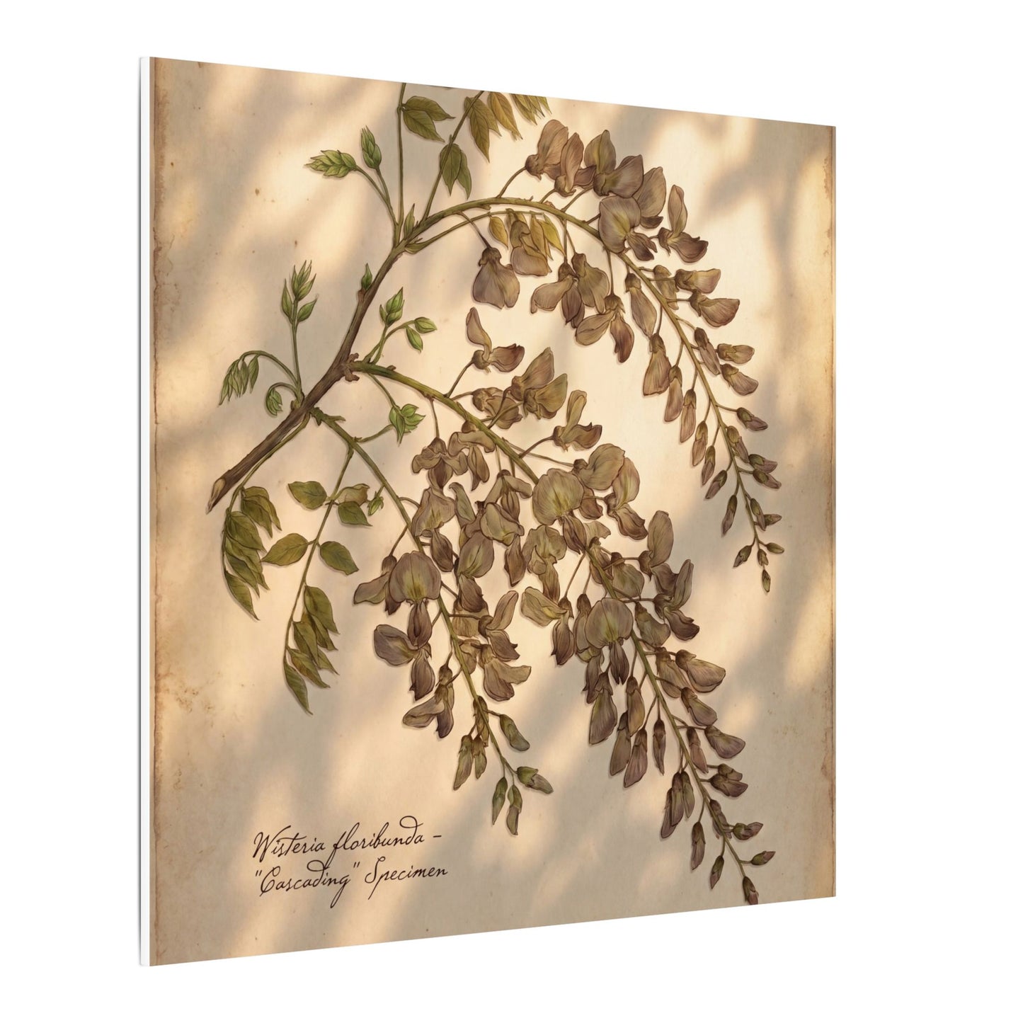 Spring Wisteria Herbarium Canvas Art | Earthy Decor