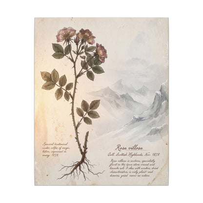 Winter Mountain Mist Herbarium Canvas Art | Earthy Decor