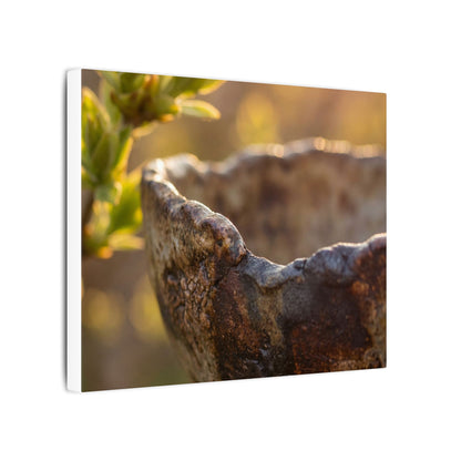 Golden Hour Ceramic Bowl Canvas Art - Dark Japandi Ma