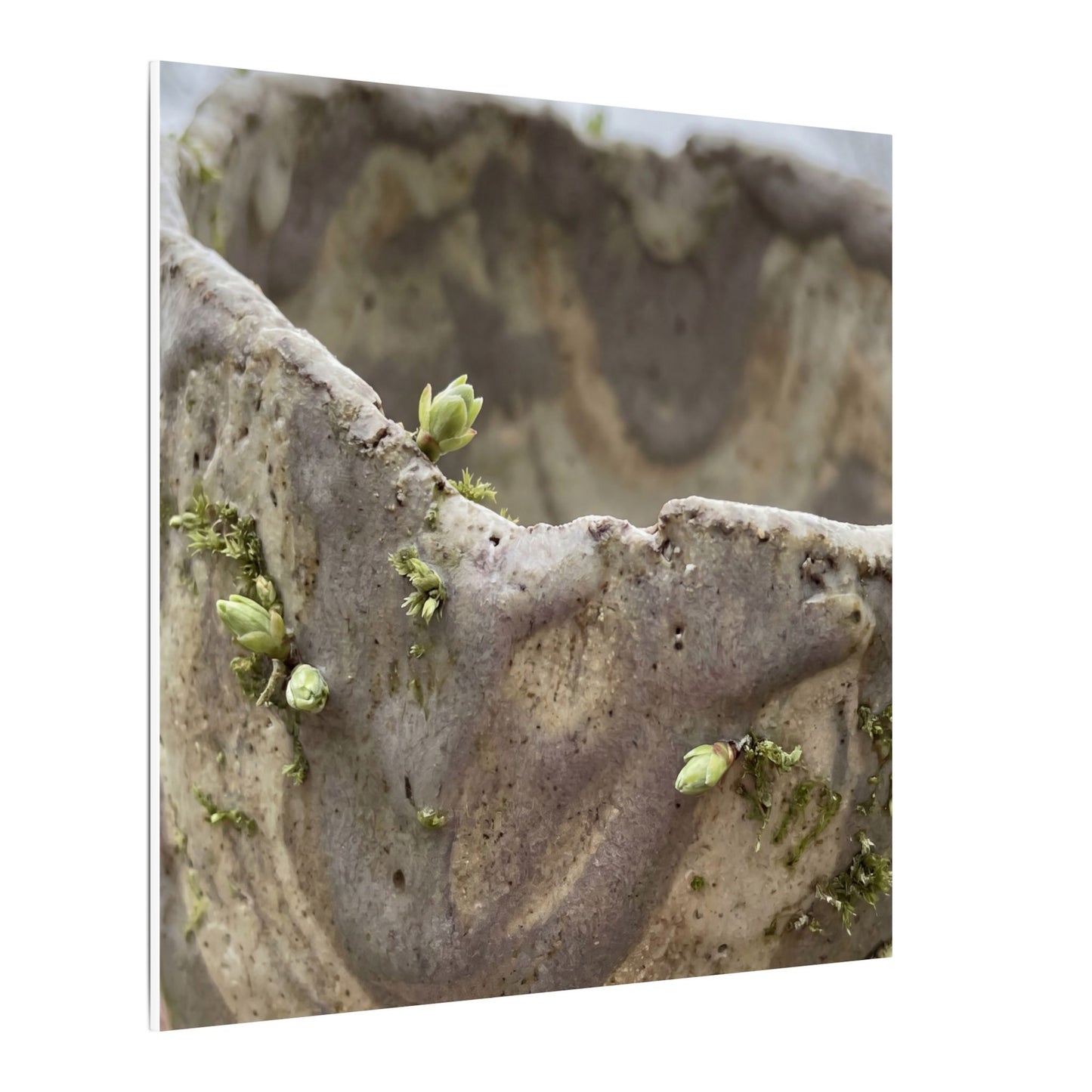 Overcast Ceramic Bowl Canvas Art - Japandi Fukinsei