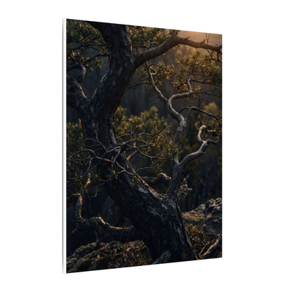 Moody Pine Tree Canvas Art - Moody Minimal Dark Japandi
