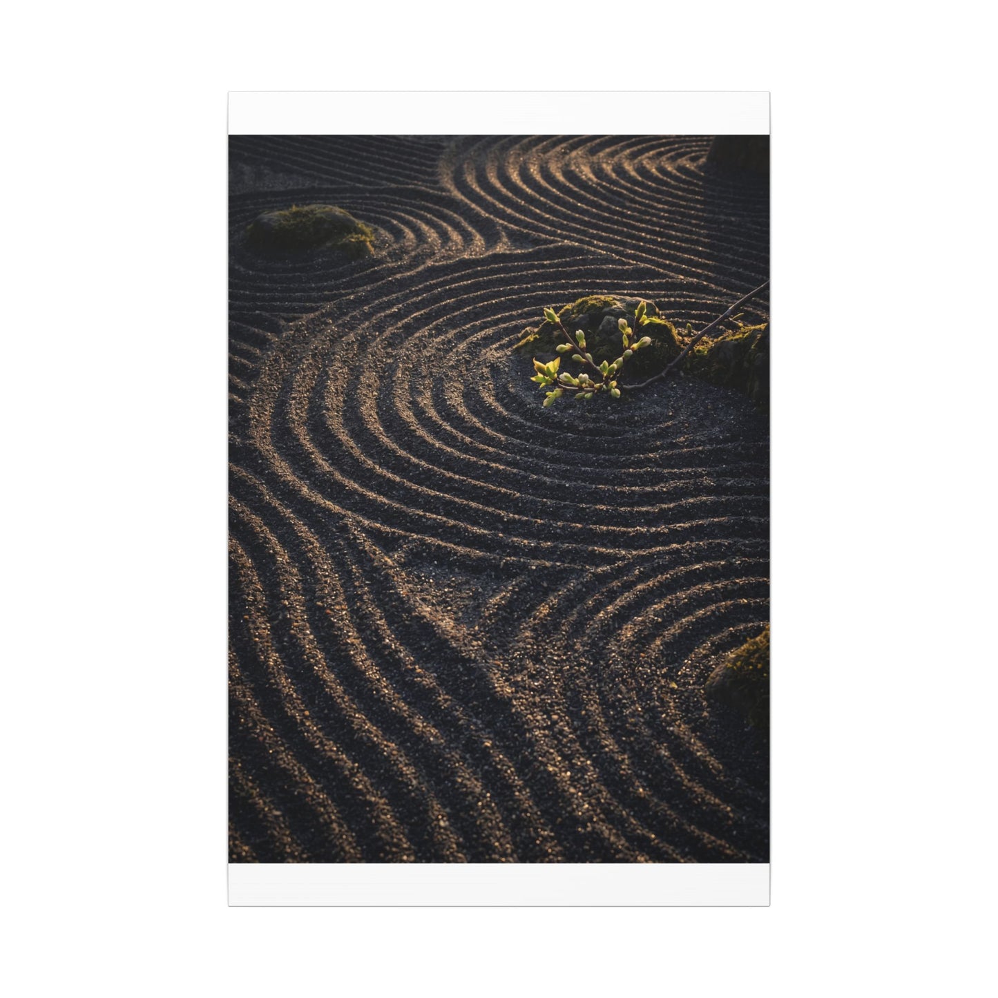 Spring Rock Garden Shadow Zen Canvas Art | Atmospheric Decor