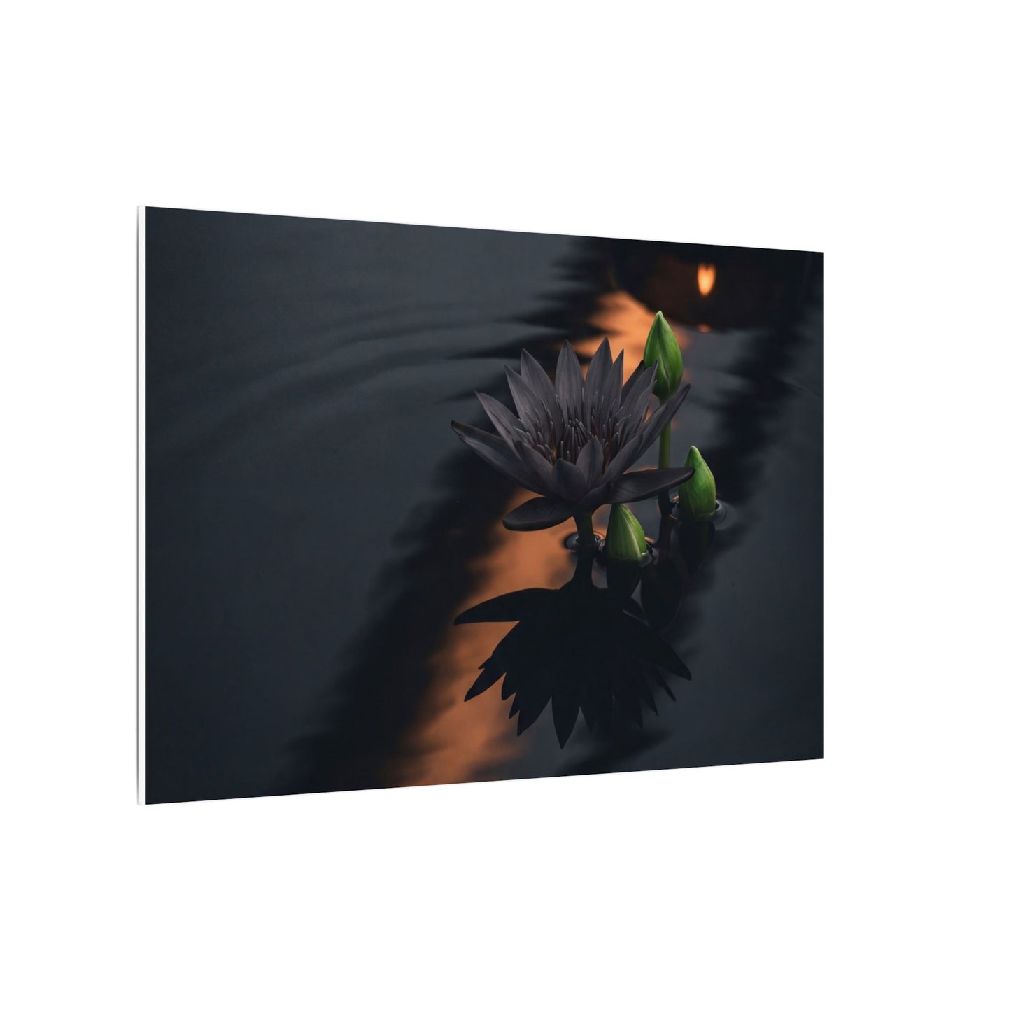 Seijaku Lotus Flower Canvas Art - Dark Japandi Shadow Zen