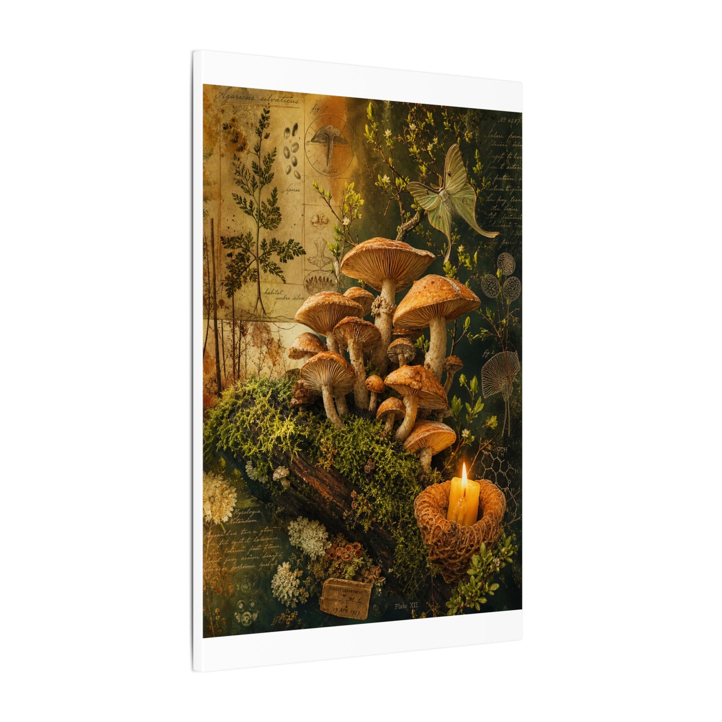 Spring Wild Mushrooms Herbarium Canvas Art | Earthy Decor