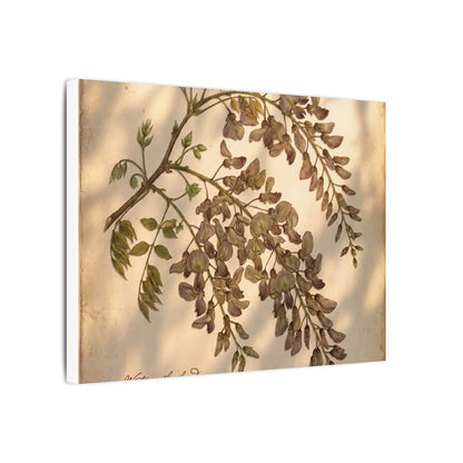 Spring Wisteria Herbarium Canvas Art | Earthy Decor