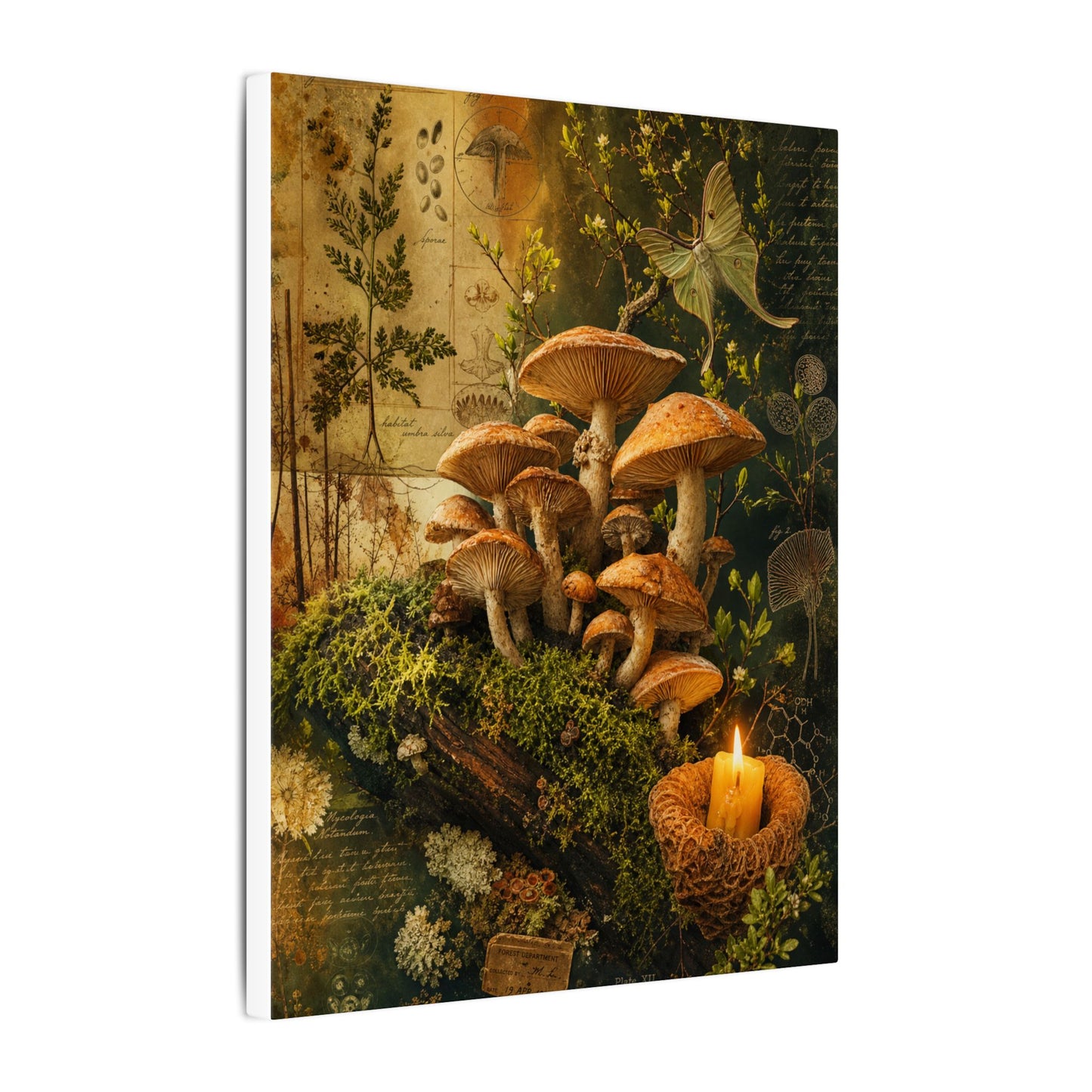 Spring Wild Mushrooms Herbarium Canvas Art | Earthy Decor
