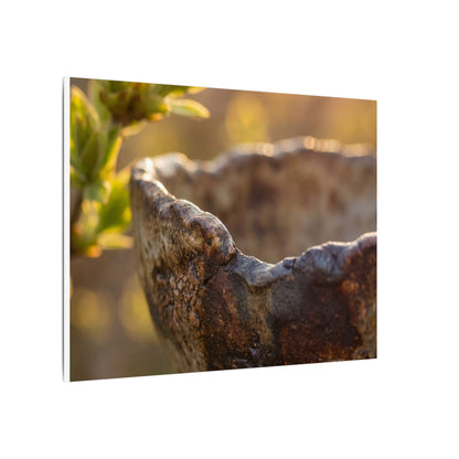 Golden Hour Ceramic Bowl Canvas Art - Dark Japandi Ma