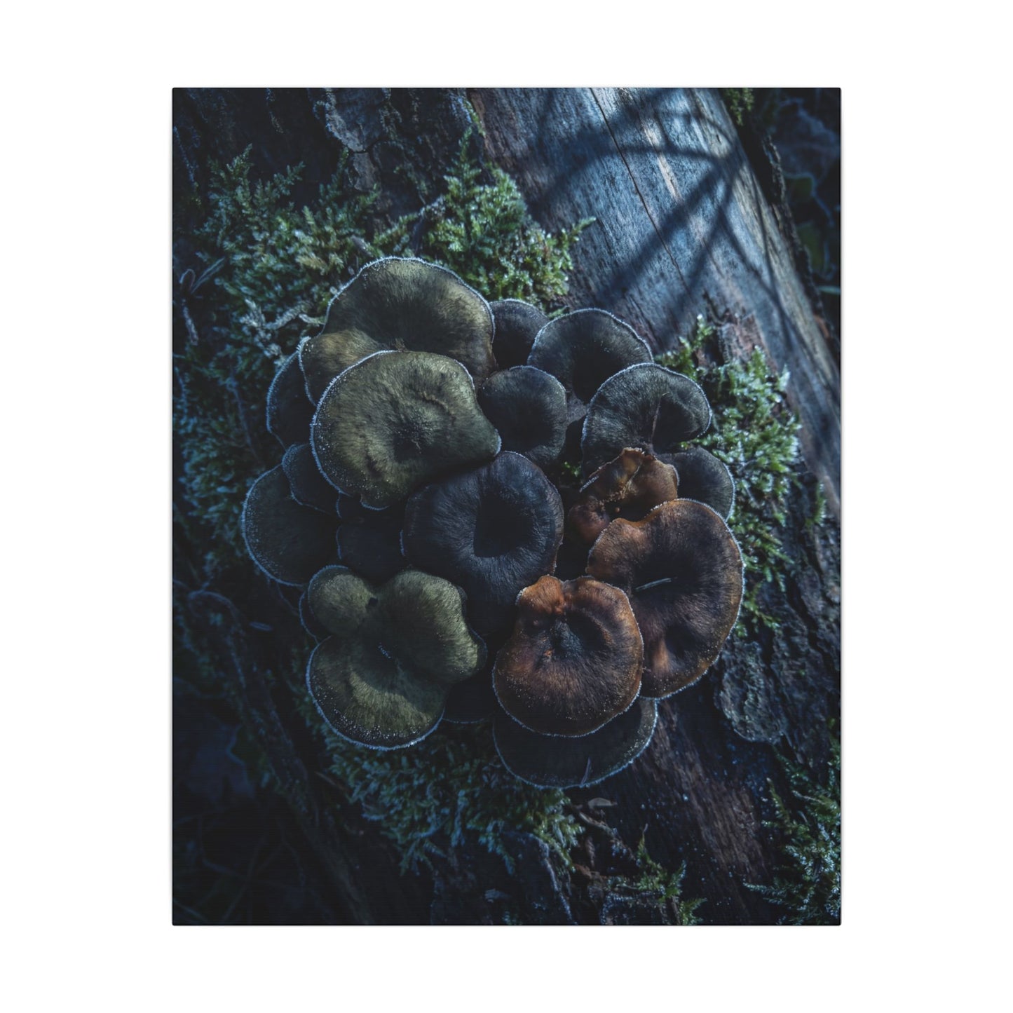 Wild Mushrooms Moody Minimal Canvas Art | Moody Dark Japandi Art