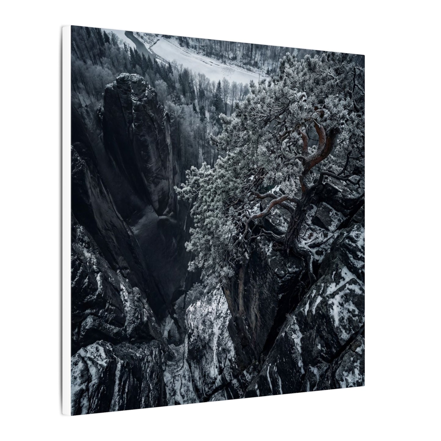 Dark Japandi Pine Tree in Dappled | Dark Texture Canvas Art