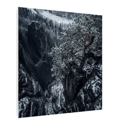 Dark Japandi Pine Tree in Dappled | Dark Texture Canvas Art