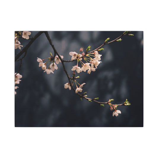 Cherry Blossom Moody Minimal Canvas Art | Bold Dark Japandi Art