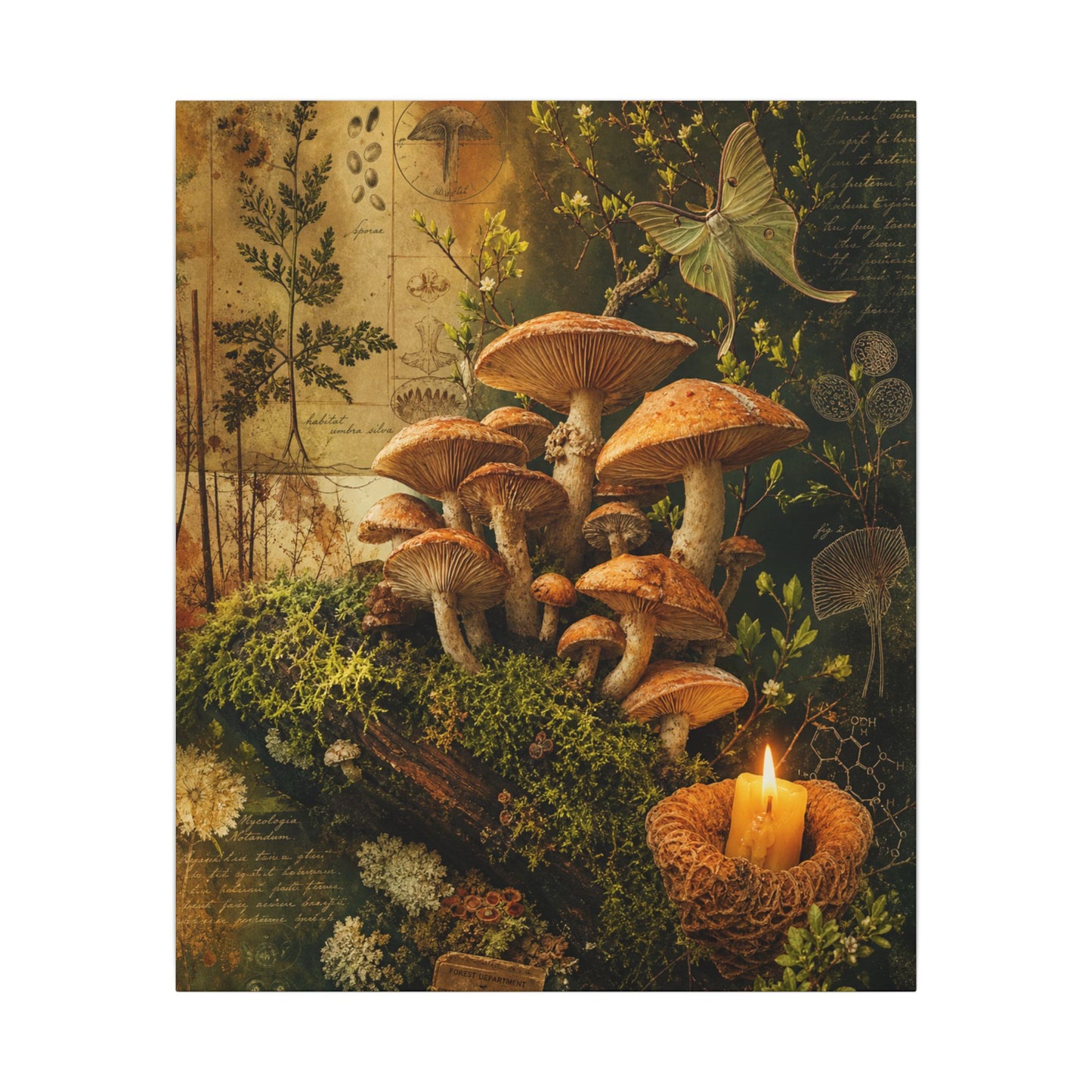 Spring Wild Mushrooms Herbarium Canvas Art | Earthy Decor