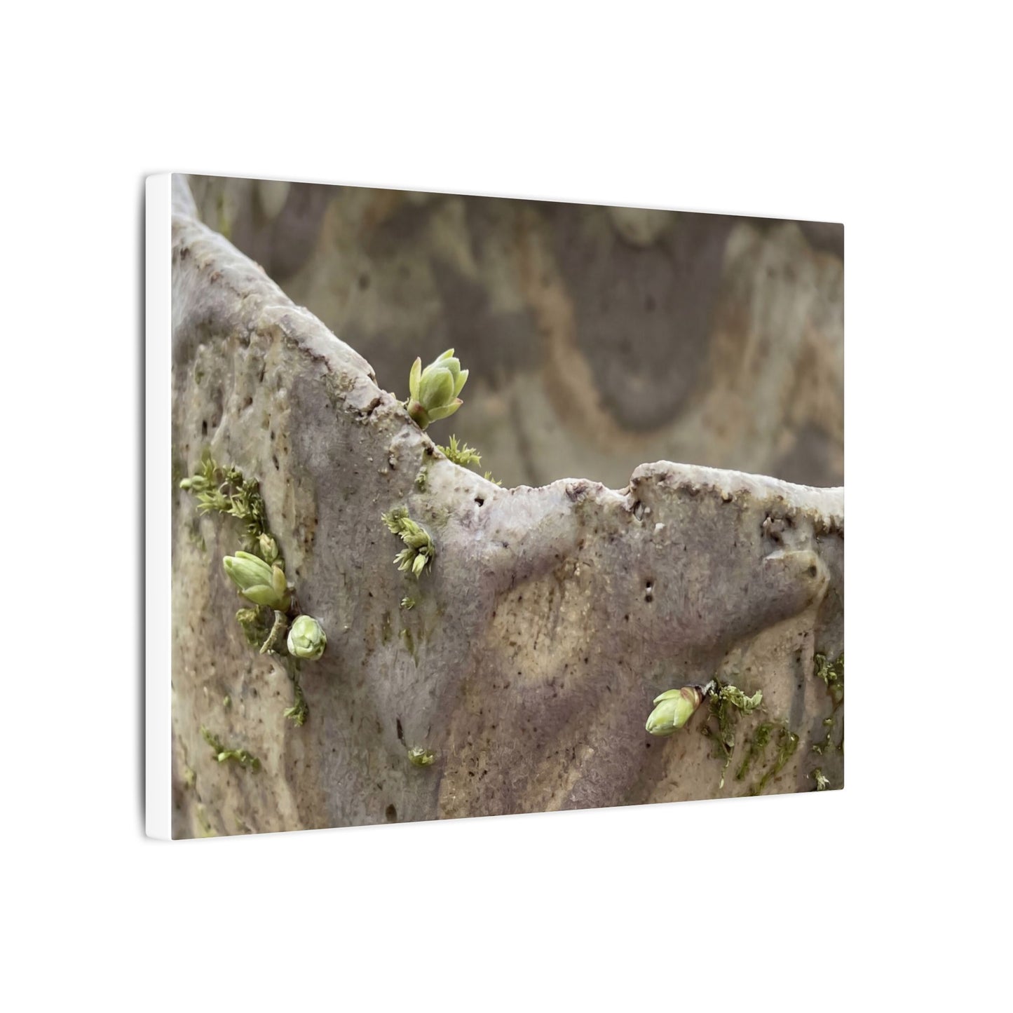 Overcast Ceramic Bowl Canvas Art - Japandi Fukinsei