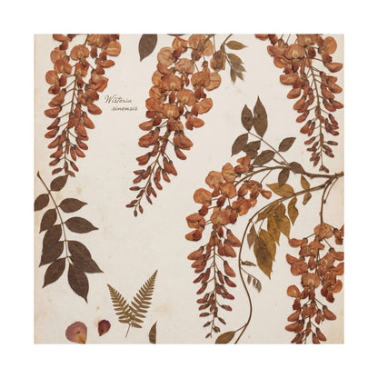 Summer Wisteria Herbarium Wall Art Print | Cozy Decor