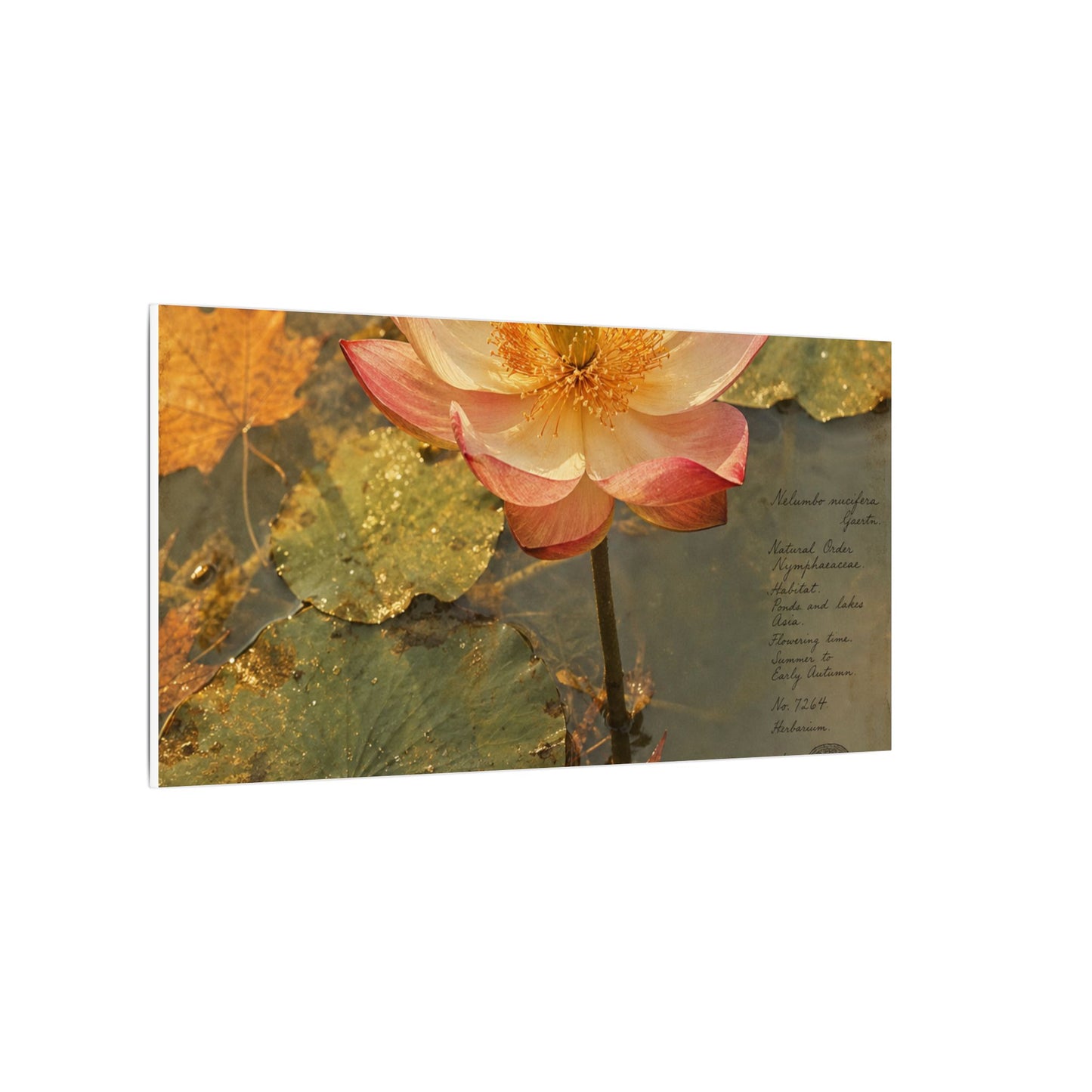 Autumn Lotus Flower Herbarium Canvas Art | Rustic Decor