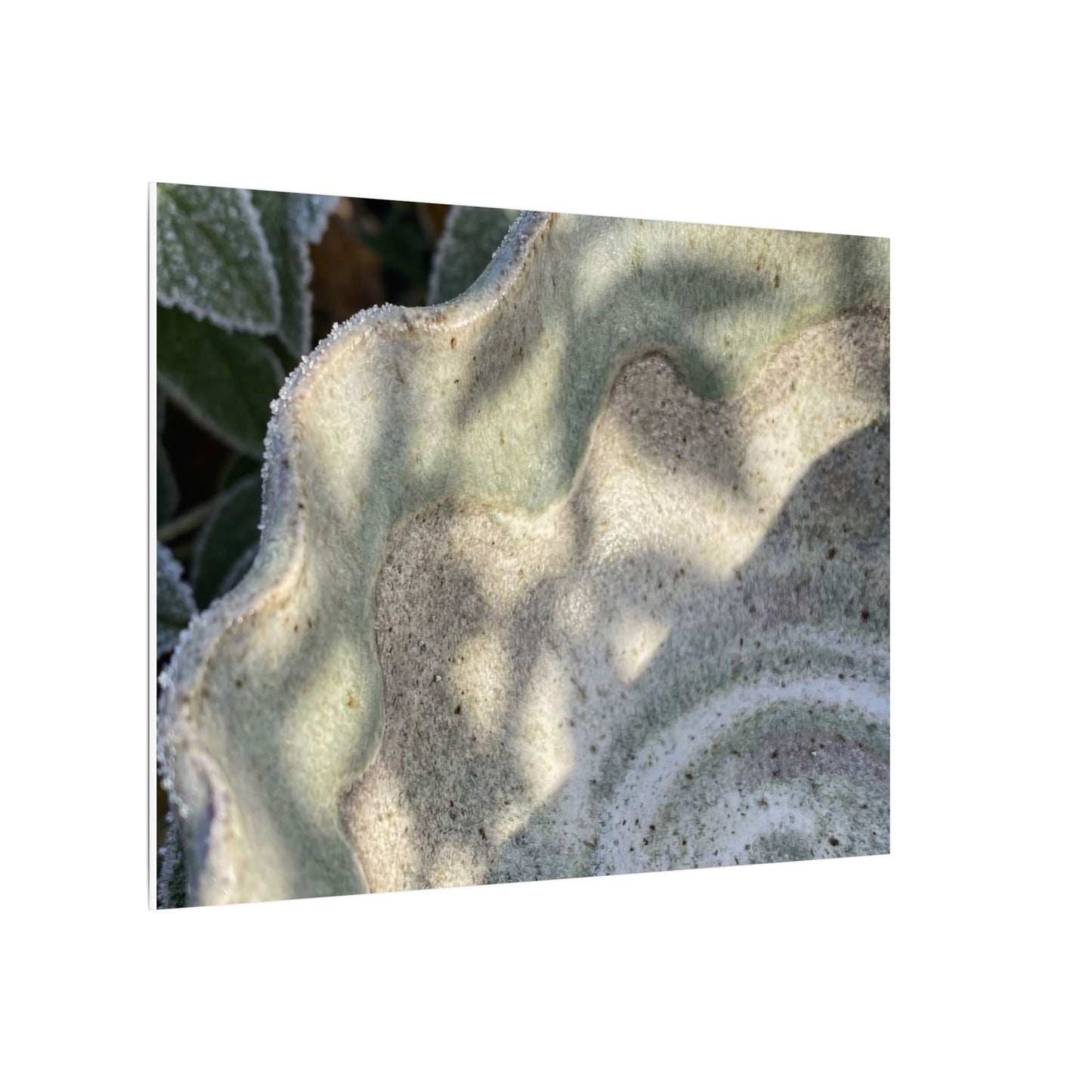 Dappled Ceramic Bowl Canvas Art - Japandi Seijaku