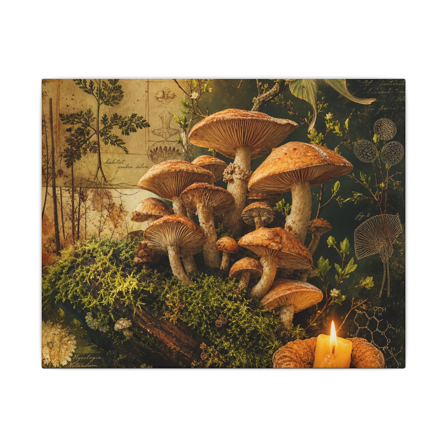 Spring Wild Mushrooms Herbarium Canvas Art | Earthy Decor