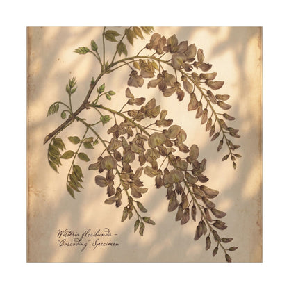 Spring Wisteria Herbarium Canvas Art | Earthy Decor