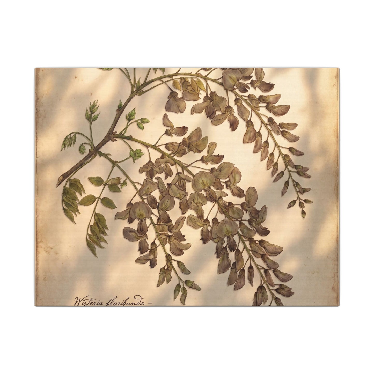 Spring Wisteria Herbarium Canvas Art | Earthy Decor