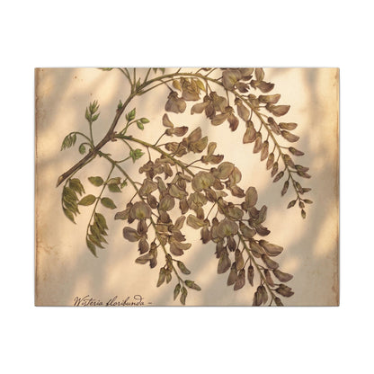 Spring Wisteria Herbarium Canvas Art | Earthy Decor