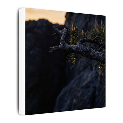 Pine Tree Moody Minimal Canvas Art | Sophisticated Dark Japandi Art