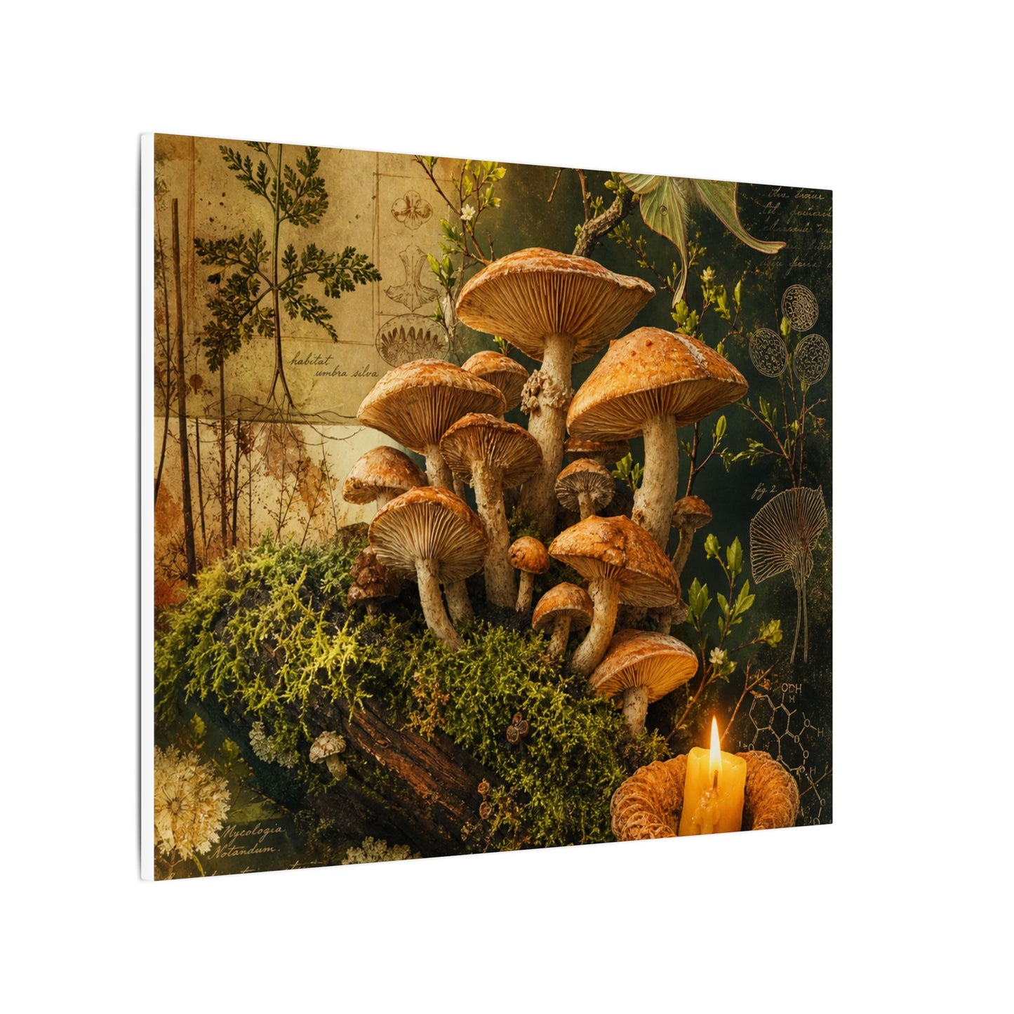 Spring Wild Mushrooms Herbarium Canvas Art | Earthy Decor
