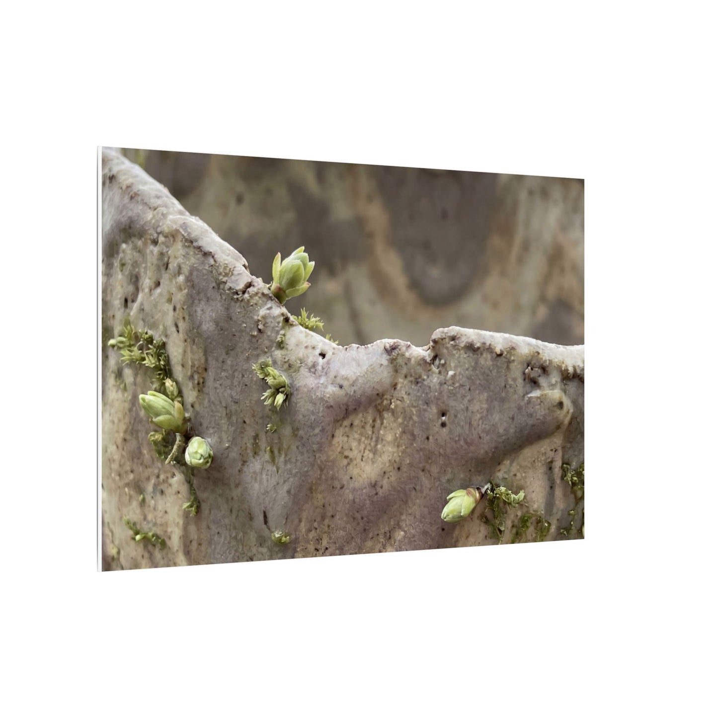 Overcast Ceramic Bowl Canvas Art - Japandi Fukinsei