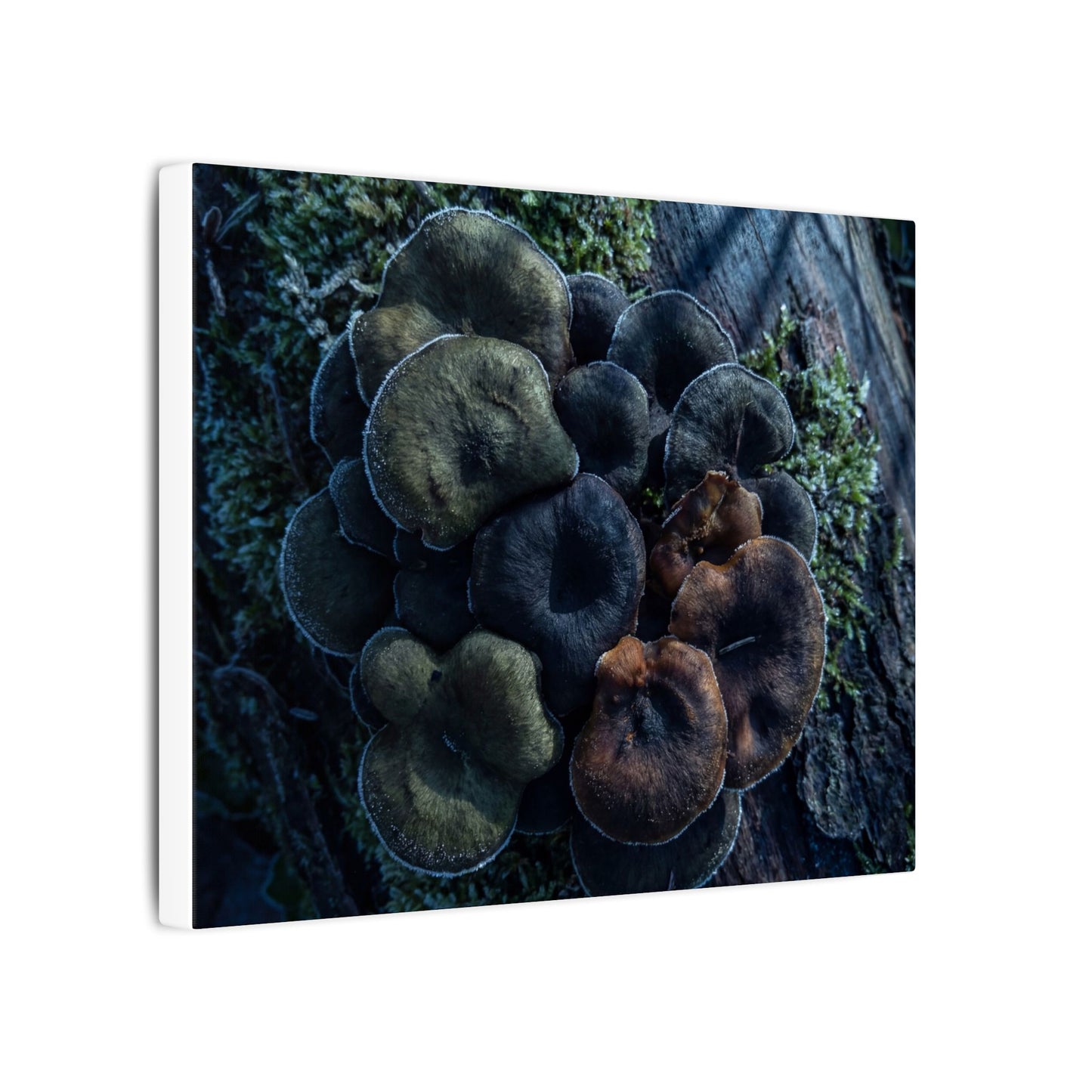 Wild Mushrooms Moody Minimal Canvas Art | Moody Dark Japandi Art