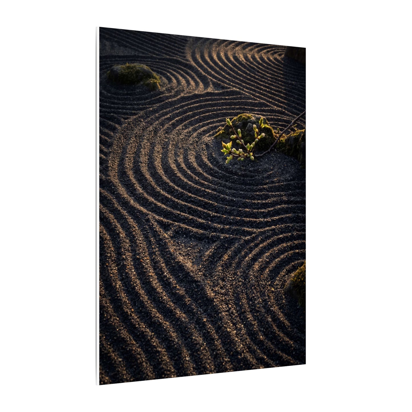 Spring Rock Garden Shadow Zen Canvas Art | Atmospheric Decor