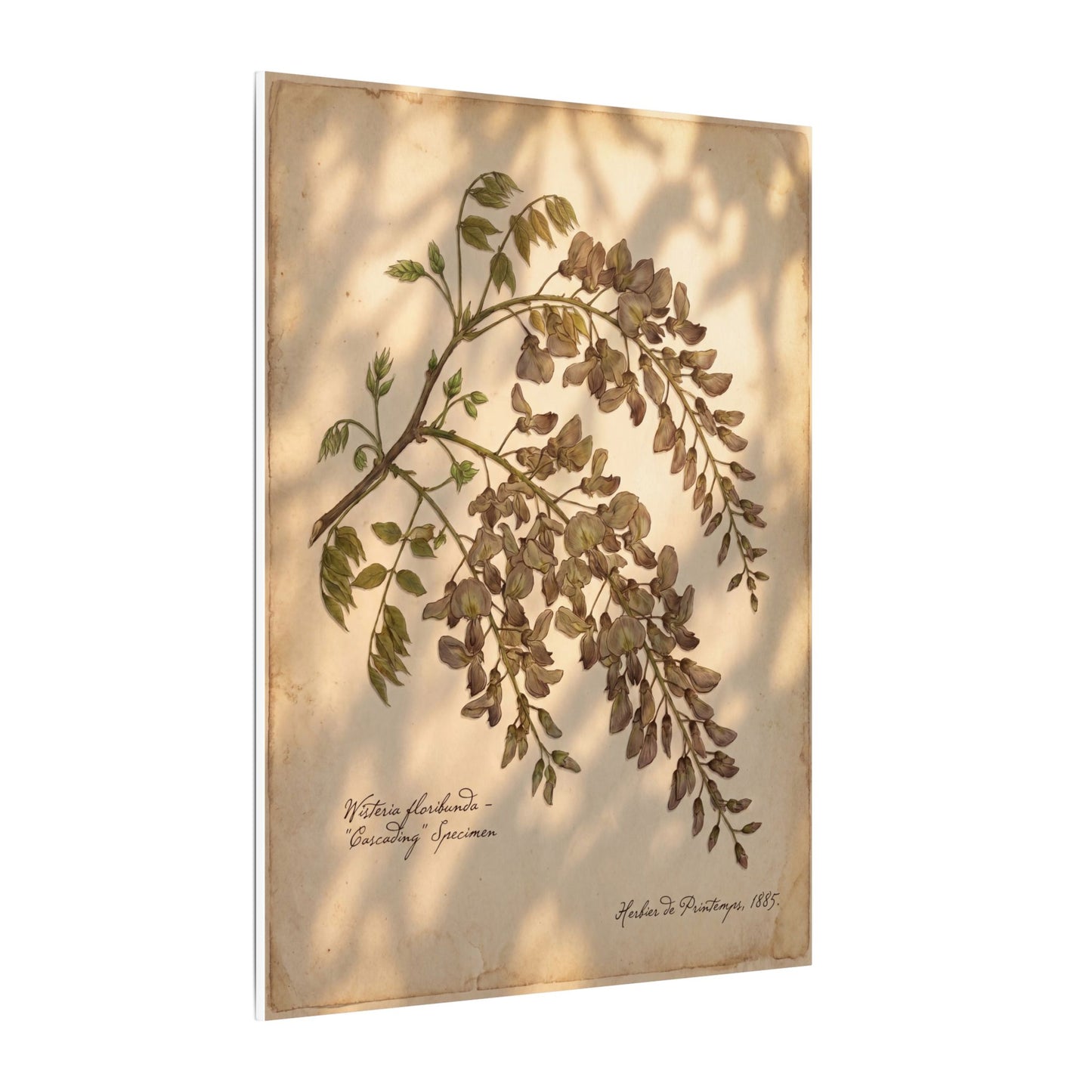 Spring Wisteria Herbarium Canvas Art | Earthy Decor