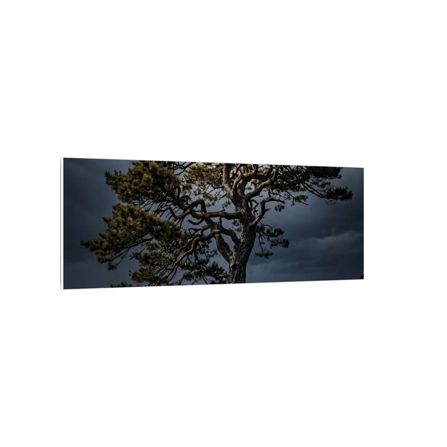 Dappled Pine Tree Canvas Art - Dark Japandi Fukinsei