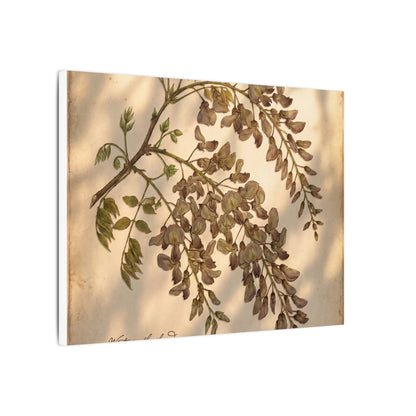 Spring Wisteria Herbarium Canvas Art | Earthy Decor
