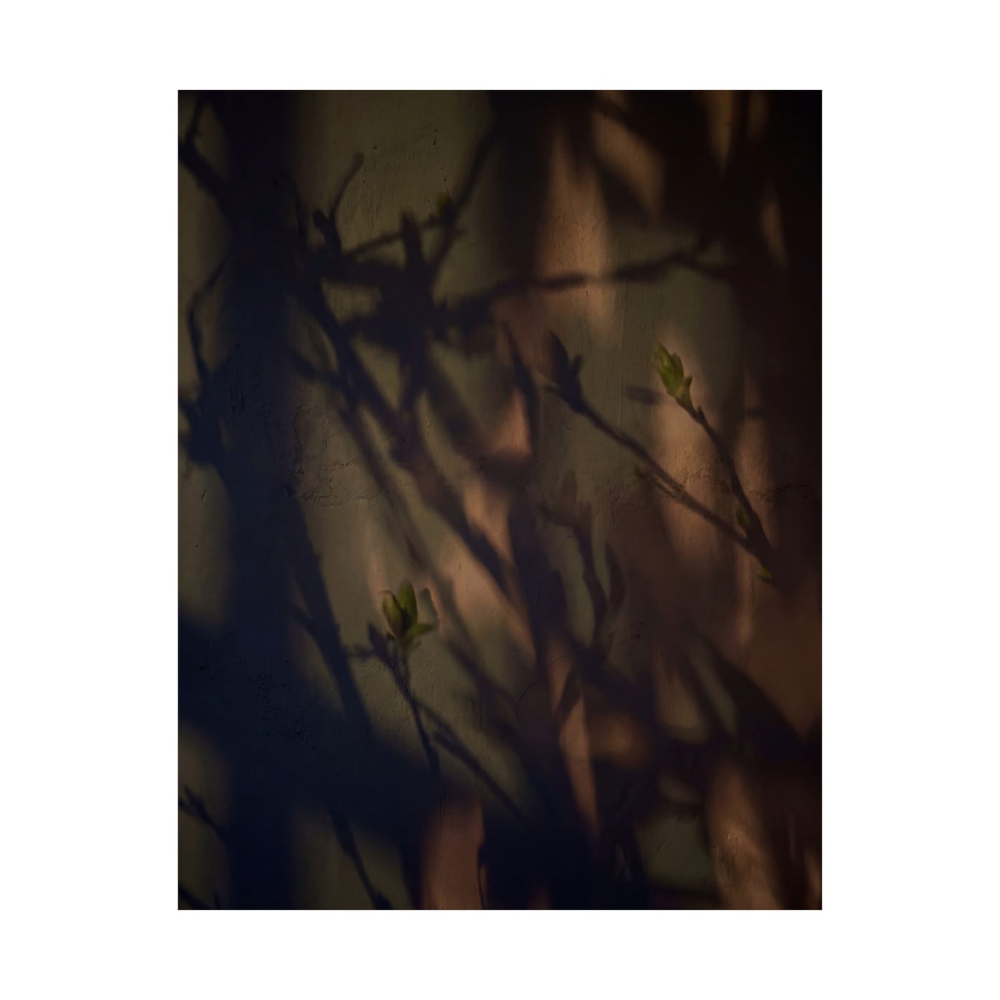 Shadow Play Spring Wall Art Print | Dark Japandi Sophisticated Design
