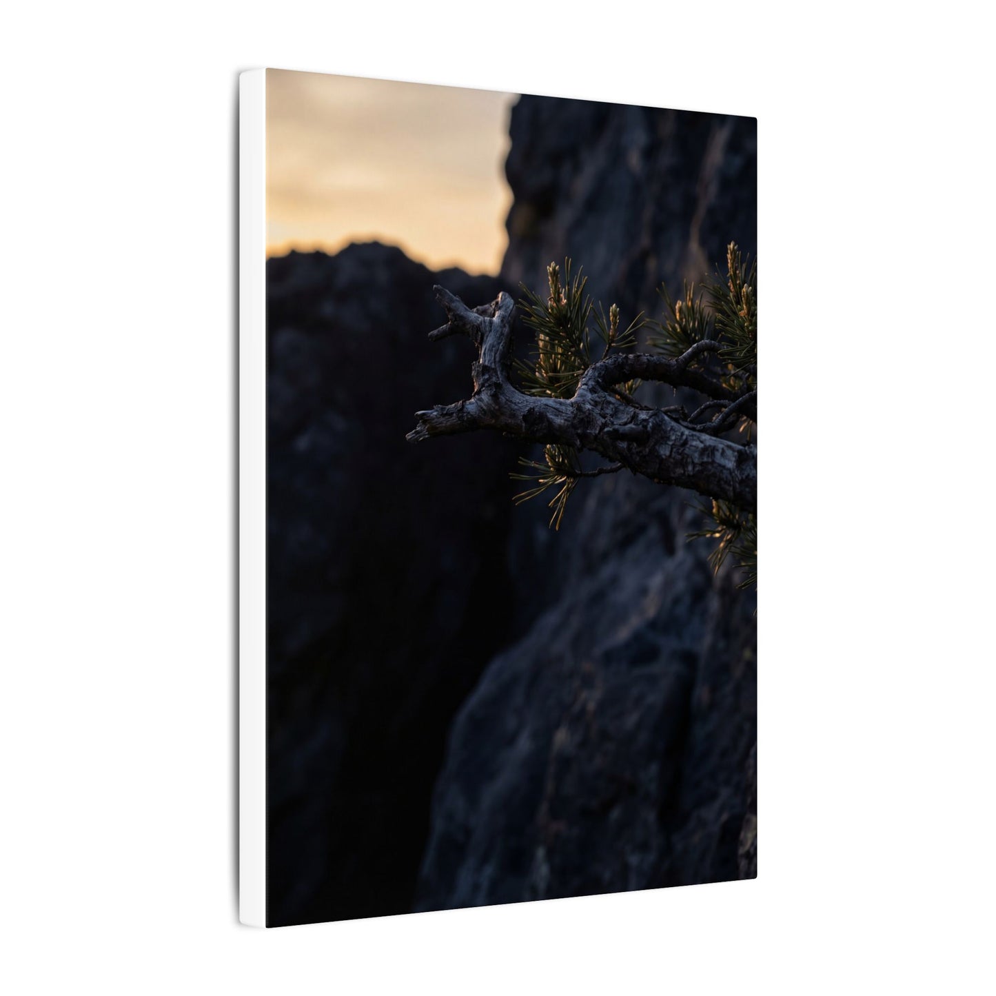 Pine Tree Moody Minimal Canvas Art | Sophisticated Dark Japandi Art