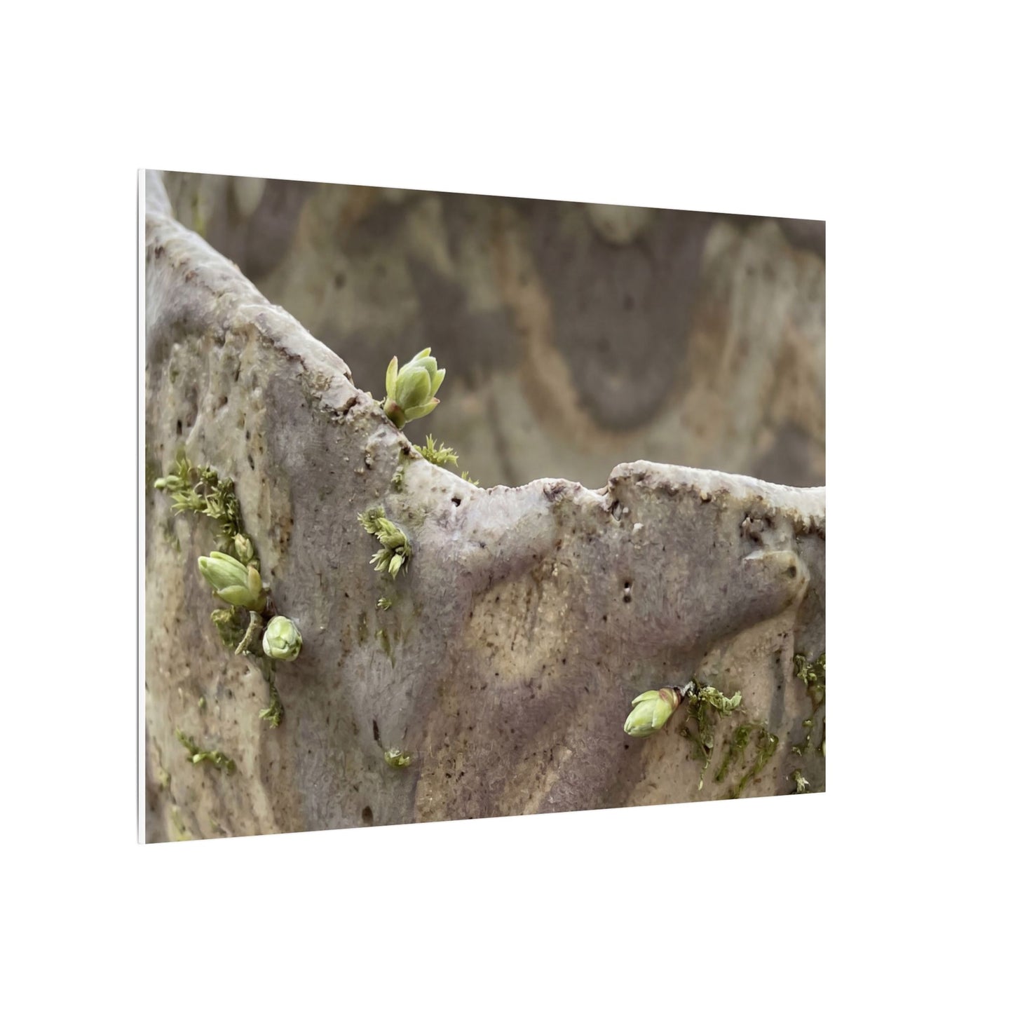 Overcast Ceramic Bowl Canvas Art - Japandi Fukinsei