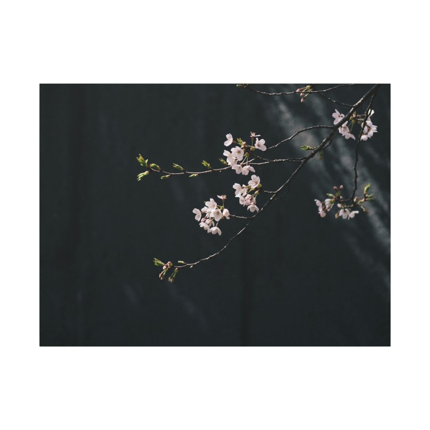 Cherry Blossom Spring Canvas Art | Dark Japandi Sophisticated Design Art Print