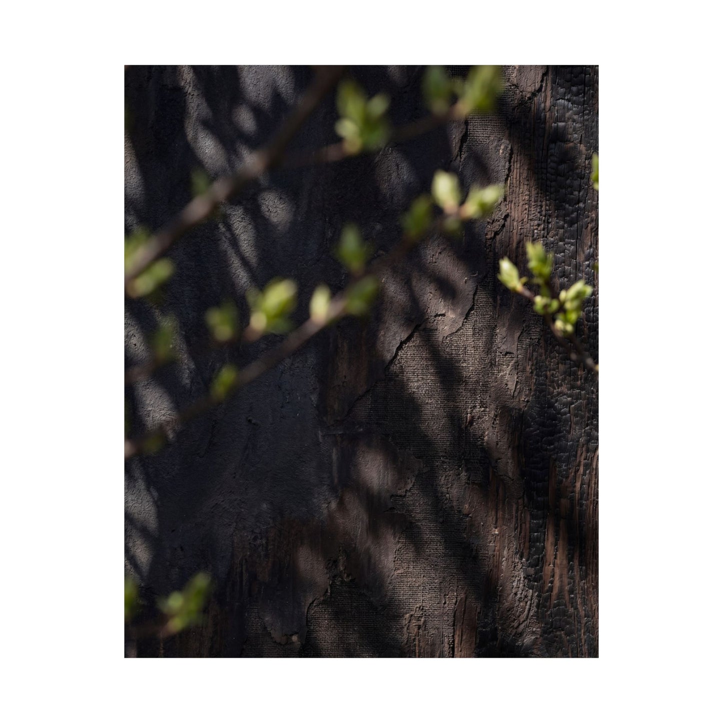 Shadow Play Dark Texture Wall Art Print | Atmospheric Dark Japandi Art