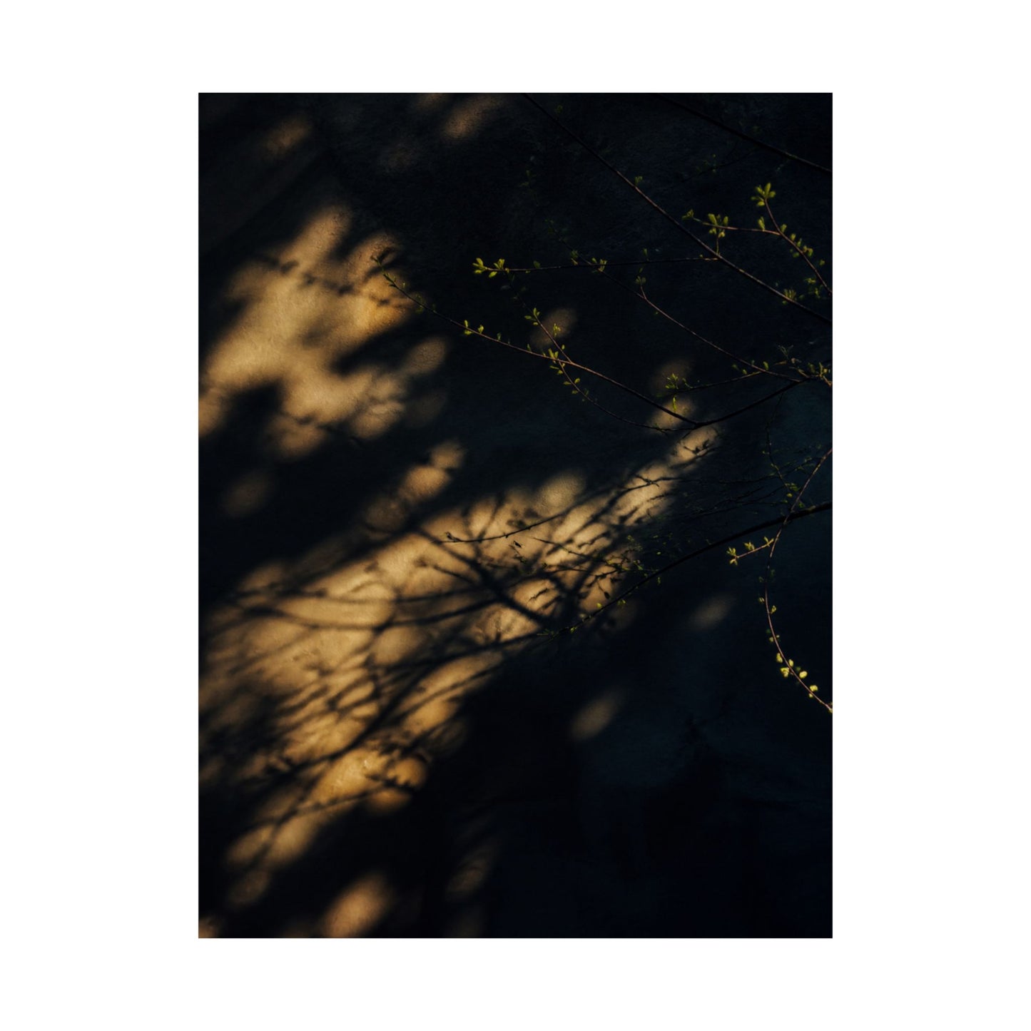 Shadow Play Spring Wall Art Print | Dark Japandi Bold Design